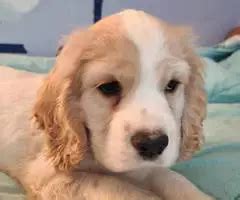 They usually ride a bicycle to school. . Cocker spaniel puppies for sale near me craigslist